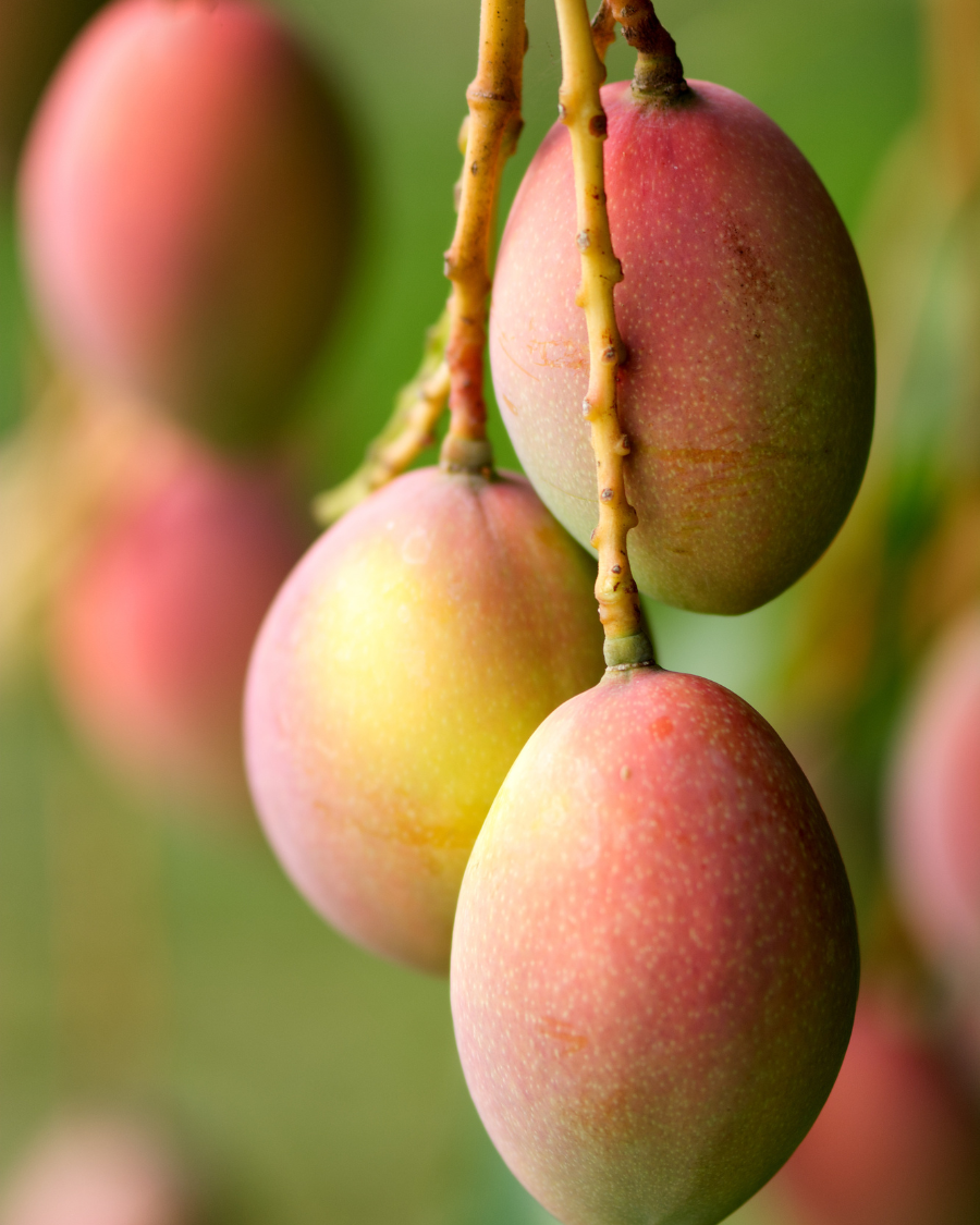 হারিভাঙ্গা