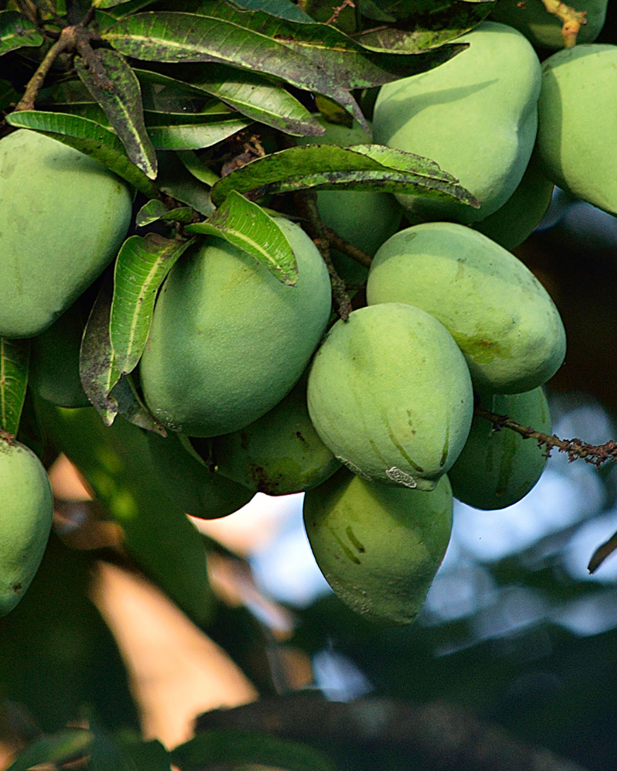 হিমসাগর