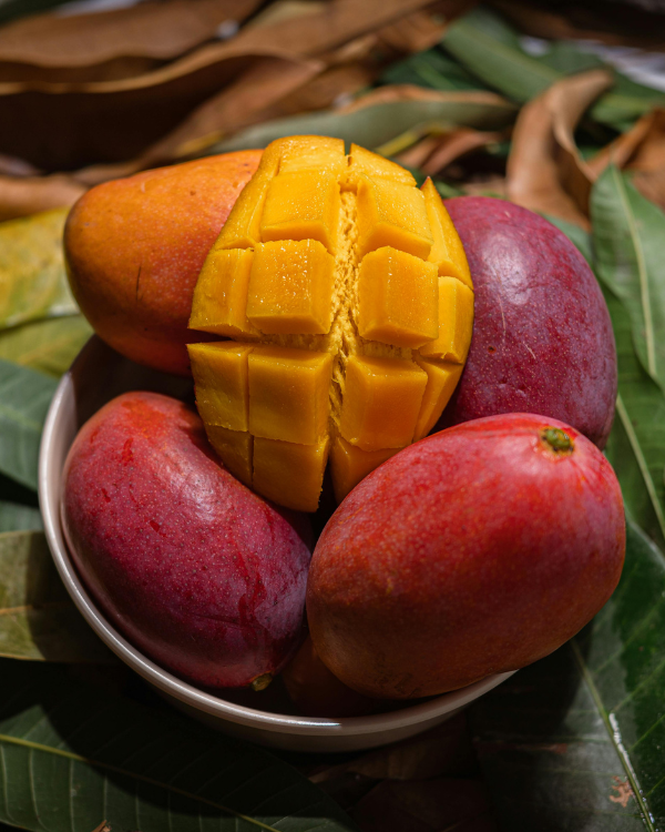 ক্ষীরশাপাত